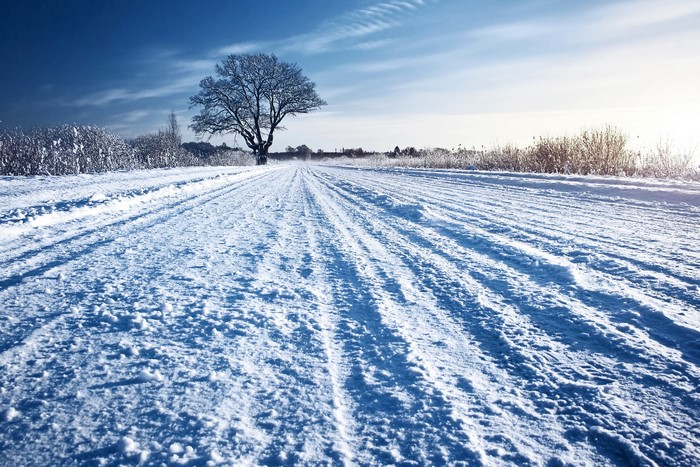 Snowy road with a lone tree in winter