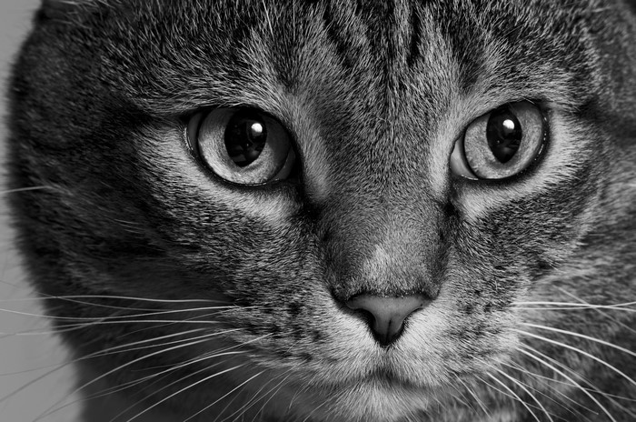 Close-up of a tabby cat's face