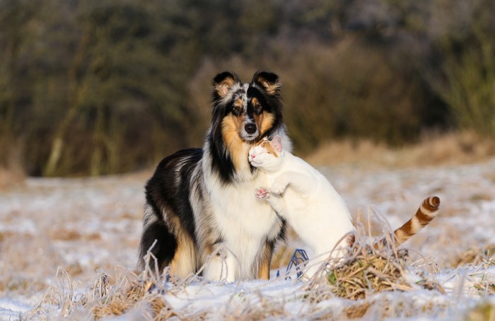 Dog and Cat Hugging in Snowy Field