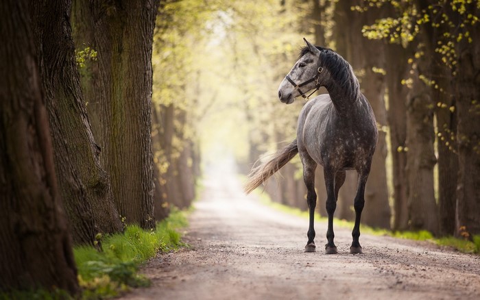 A dappled gray horse stands on a dirt road lined with trees.