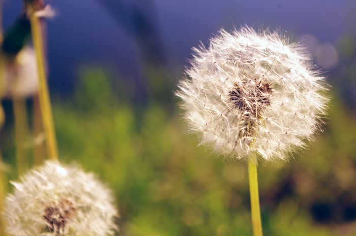 4K Dandelions Closeup