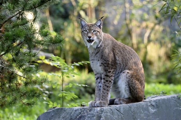 Lynx sitting on a rock in a forest