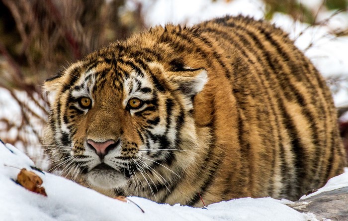 Tiger lying in the snow