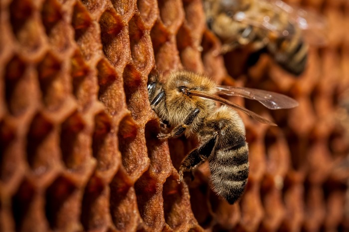 Close-up of bees on a honeycomb