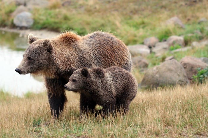 Two Brown Bears, Mother and Cub, in Grass