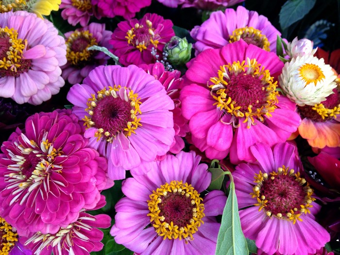 Close-up of colorful Zinnias