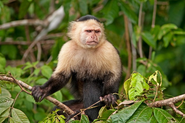 White-faced Capuchin Monkey in a Tree