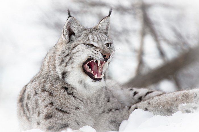 Lynx roaring in the snow