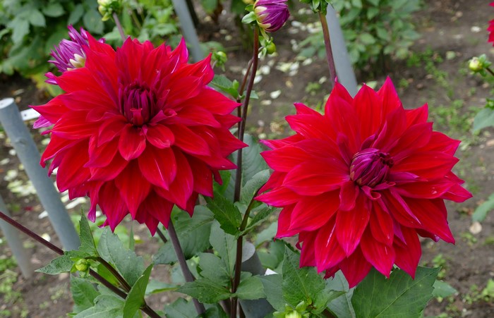 Two Red Dahlias in Garden