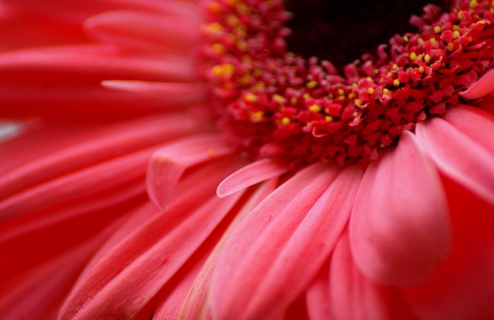 Close-up of a red Gerbera daisy flower