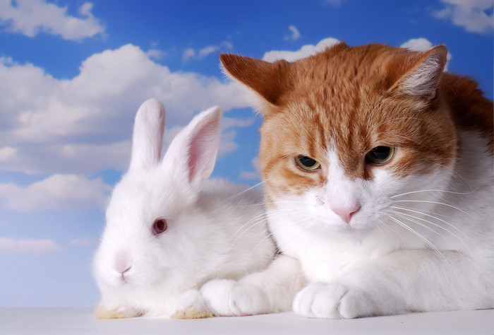 Orange and white cat with a white rabbit