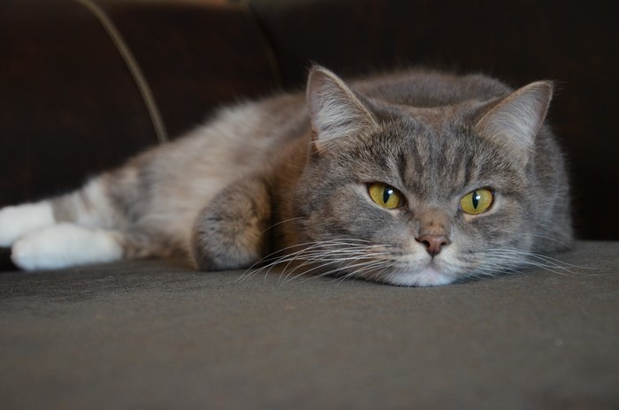 Gray tabby cat lying on a couch
