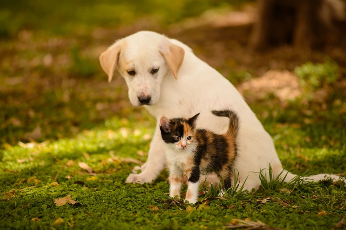 Puppy and kitten sitting on grass
