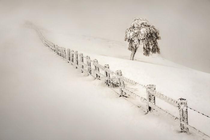 Snow-covered fence and tree in winter fog