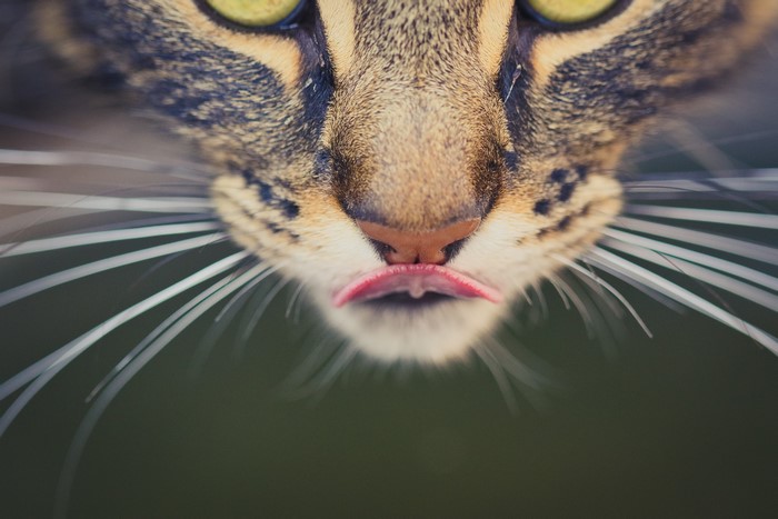 Cat's snout with tongue sticking out