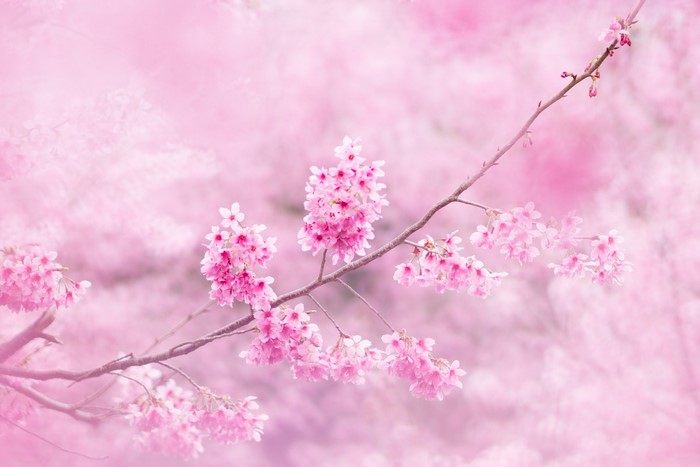 Pink cherry blossoms on a branch
