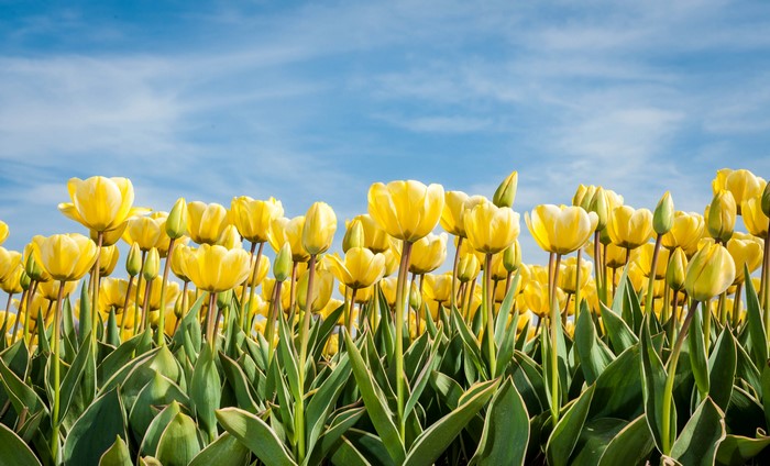 Field of Yellow Tulips Under a Blue Sky