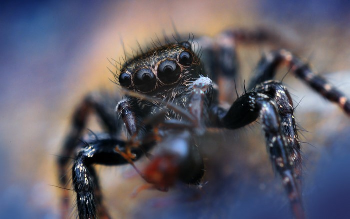 Closeup of a Jumping Spider eating prey
