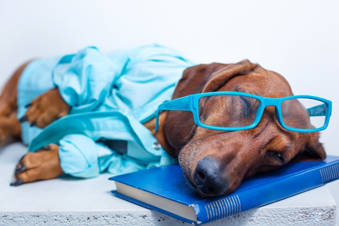 Dachshund wearing glasses sleeping on a book