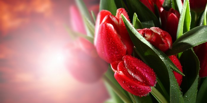 Red Tulips with Water Drops