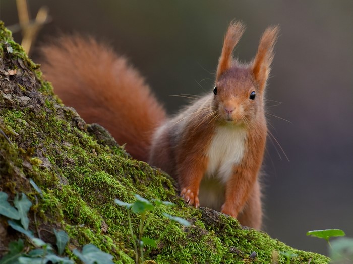 Red squirrel on mossy tree trunk