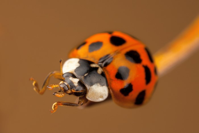 4K Ladybug Closeup