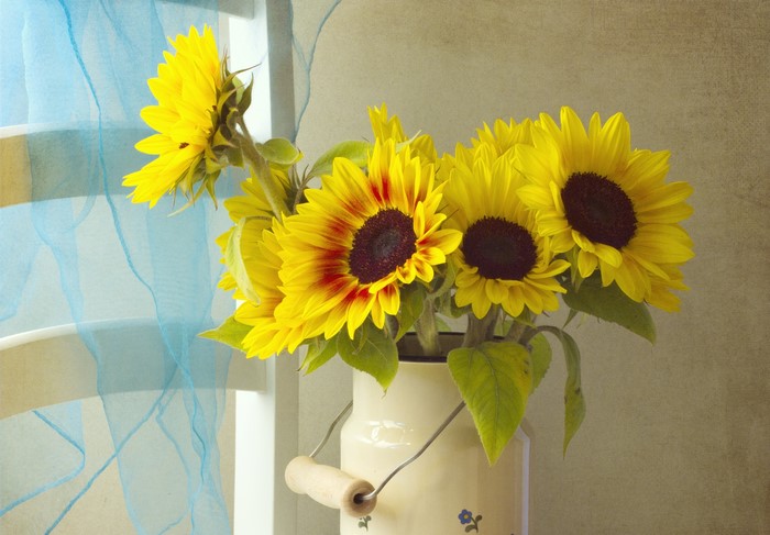 Sunflowers in a cream pitcher