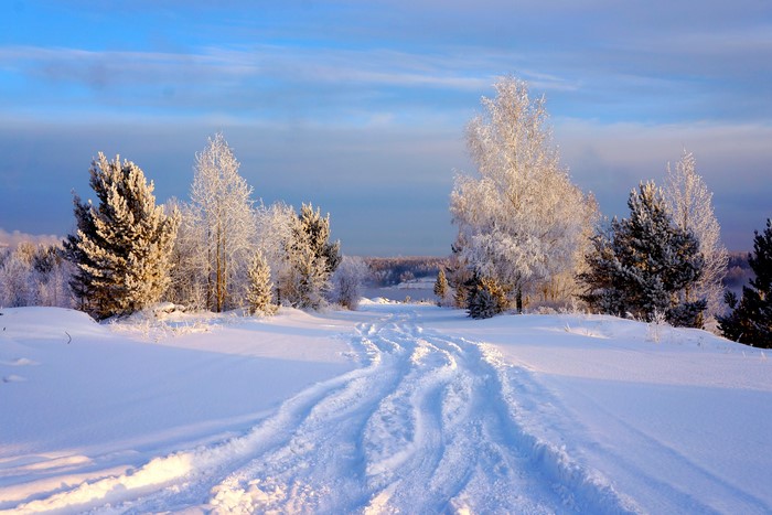 Winter landscape with snow-covered trees and a snowy path