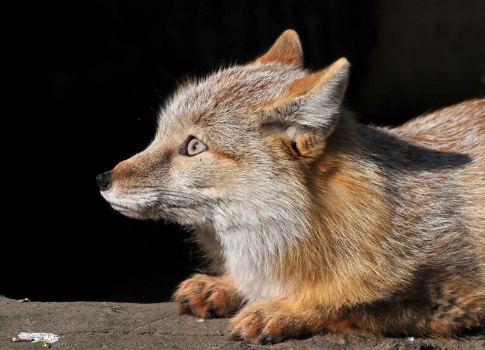 Fox looking to the left