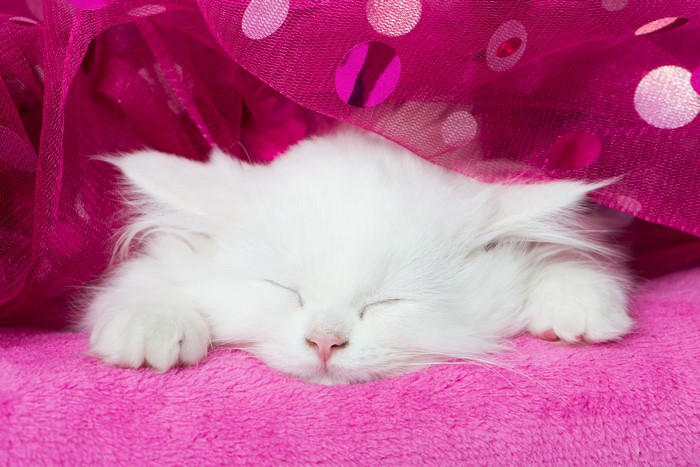 White kitten sleeping under pink polka dot fabric