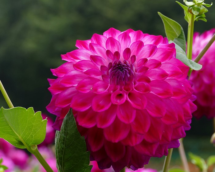 Close-up of a vibrant pink dahlia flower