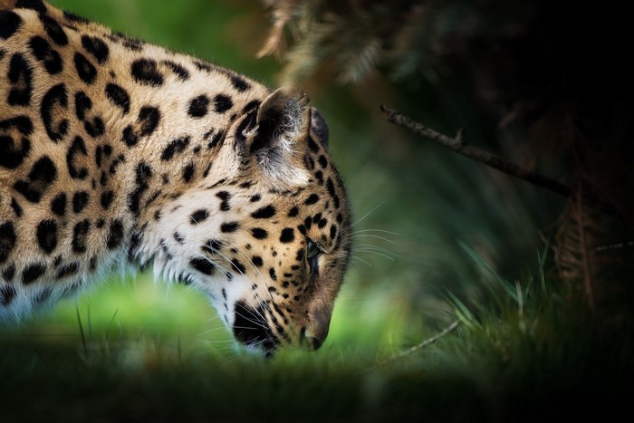 Leopard's head in profile, sniffing the ground