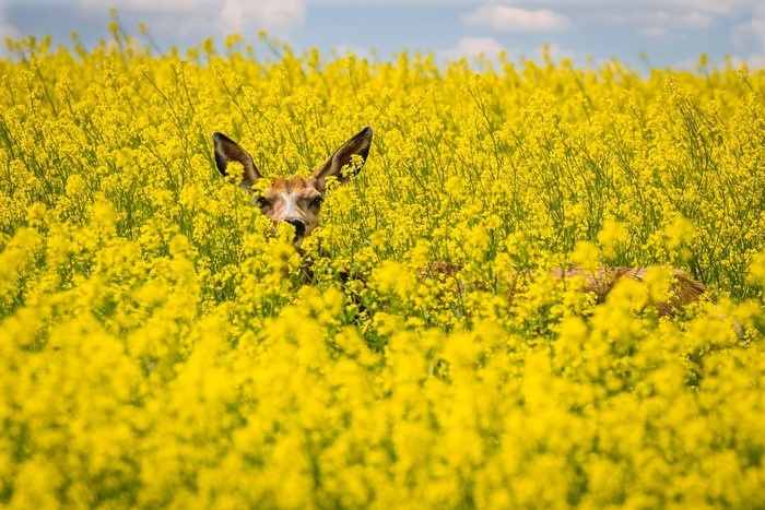 Deer peeking from a field of yellow rapeseed flowers