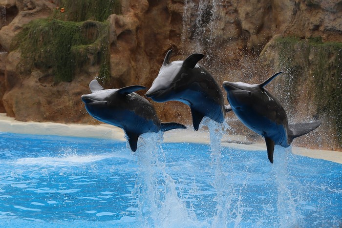Three dolphins jumping out of the water