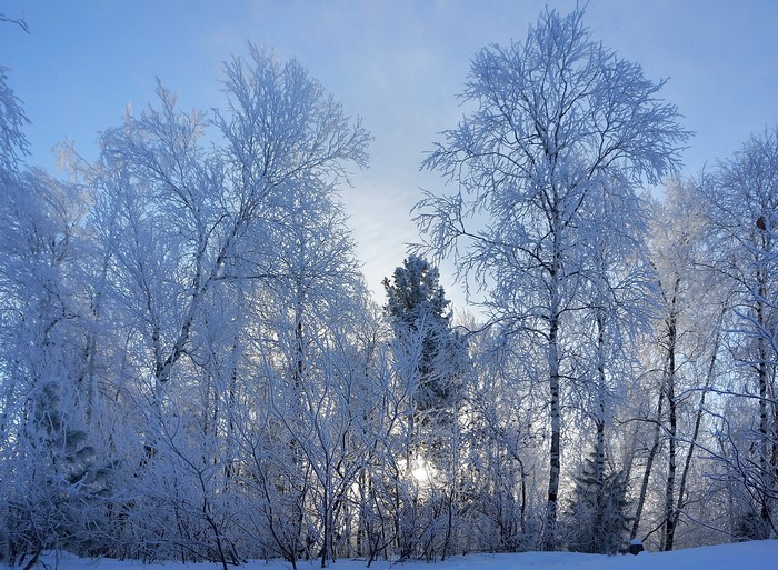 Winter forest with trees covered in frost