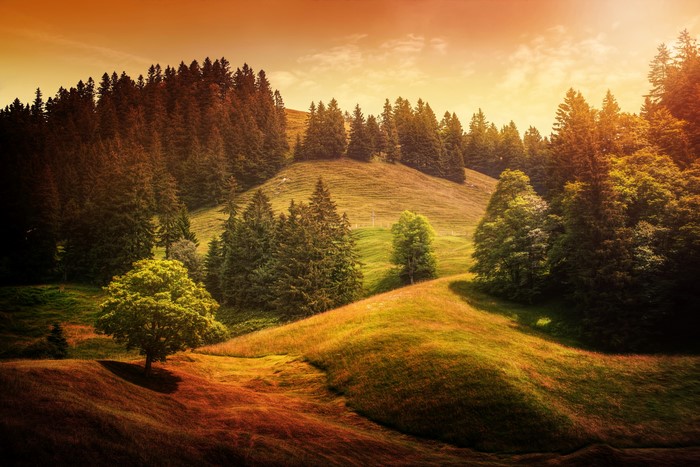 Switzerland Grasslands and Forests
