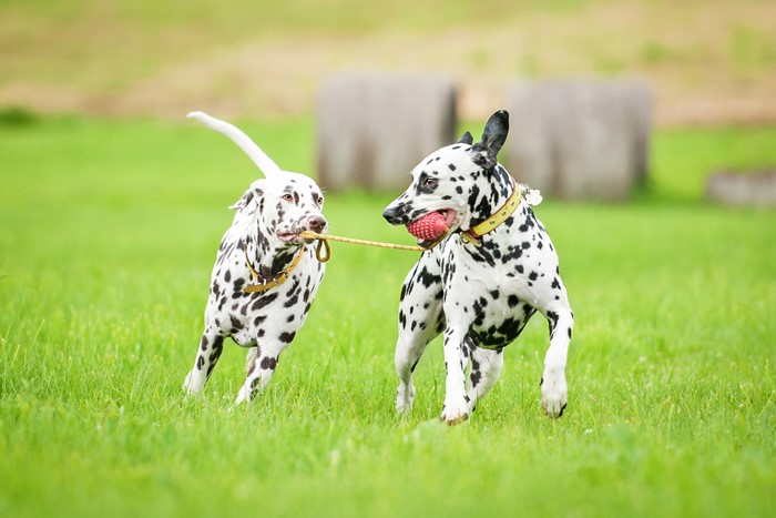 Two Dalmatians Playing Tug-of-War with a Toy