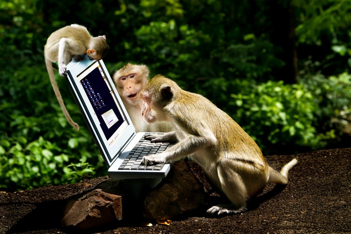 Three monkeys using a laptop in a forest