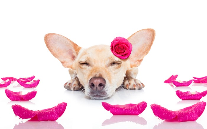 Chihuahua with Rose and Petals