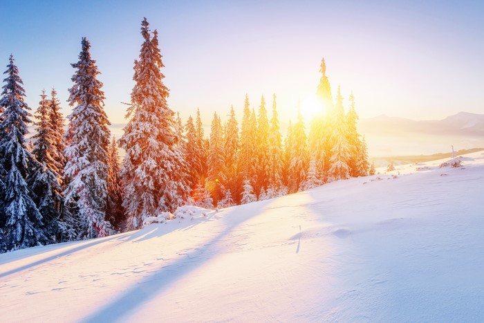 Winter Spruce Forest with Sunrise