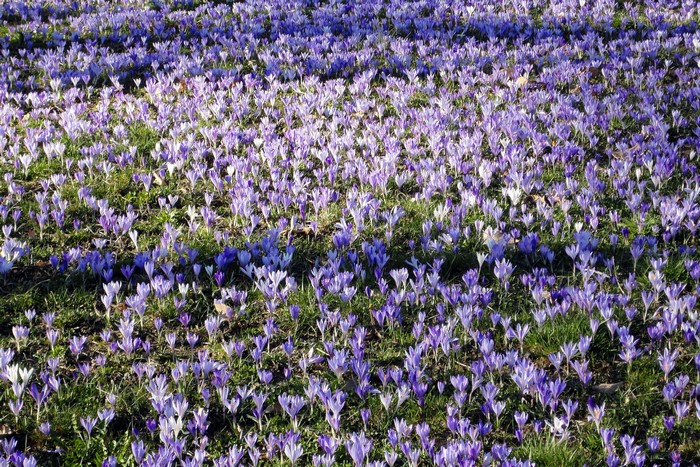 A field of purple and white crocuses in bloom