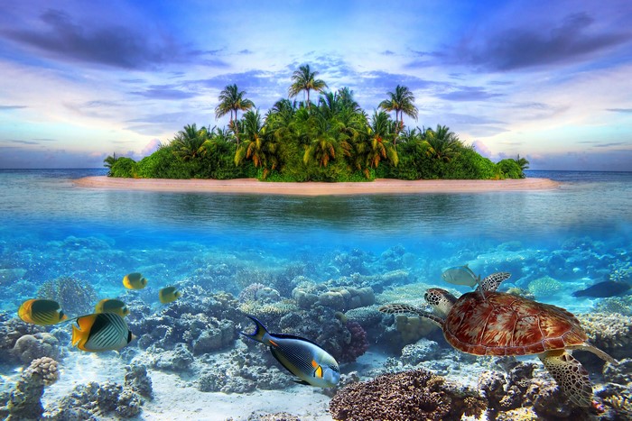 Tropical island with palm trees and underwater coral reef with sea turtle and fish