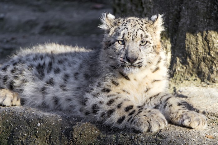 Snow leopard cub lying on rocks