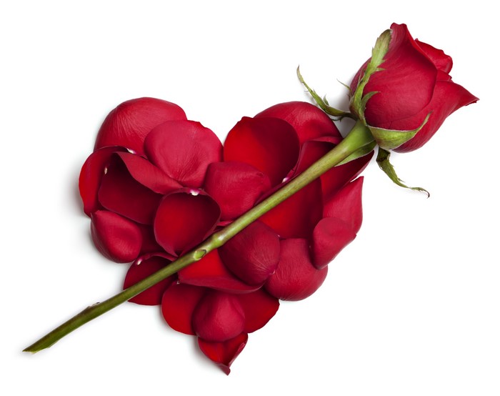 Red Rose and Heart Petals