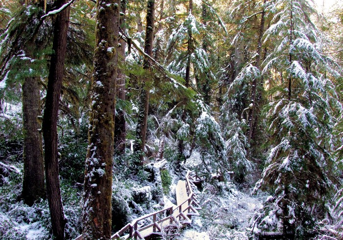 Snowy forest with wooden boardwalk in Ucluelet, Canada