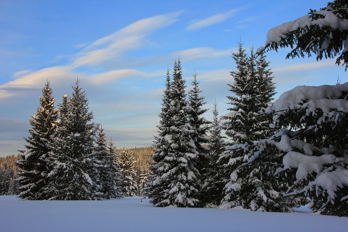Snow-covered spruce trees under a blue sky with clouds