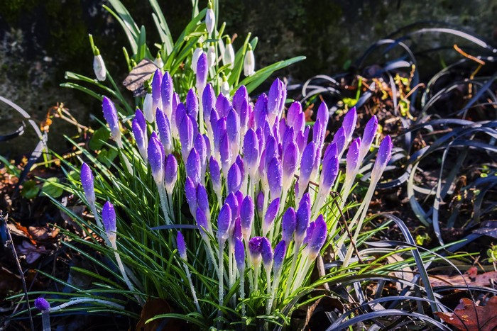 4K Crocuses and Snowdrops in Bloom