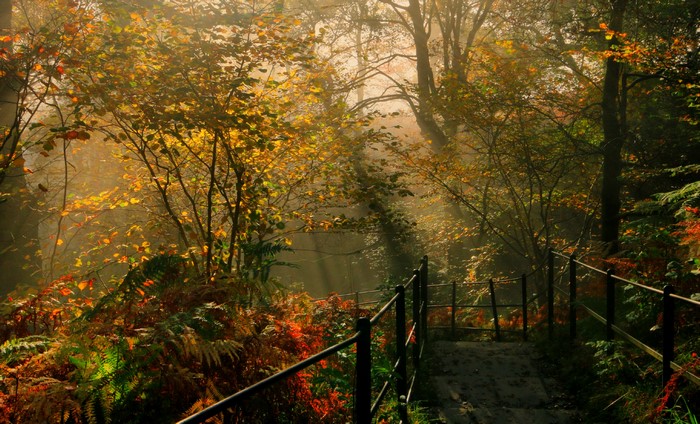 Autumn forest path with sunbeams and fence