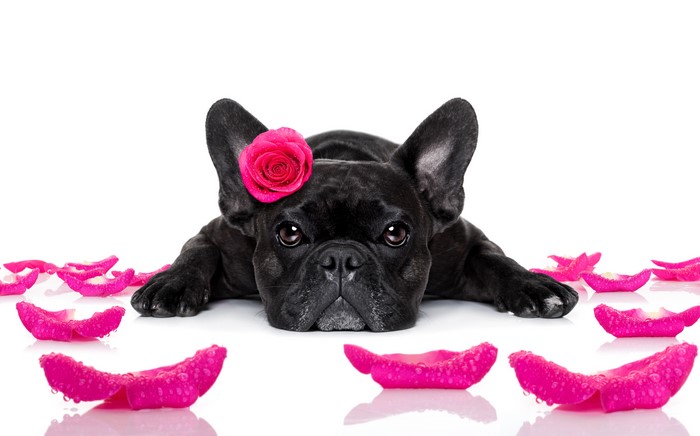 Black French Bulldog with Pink Rose and Petals