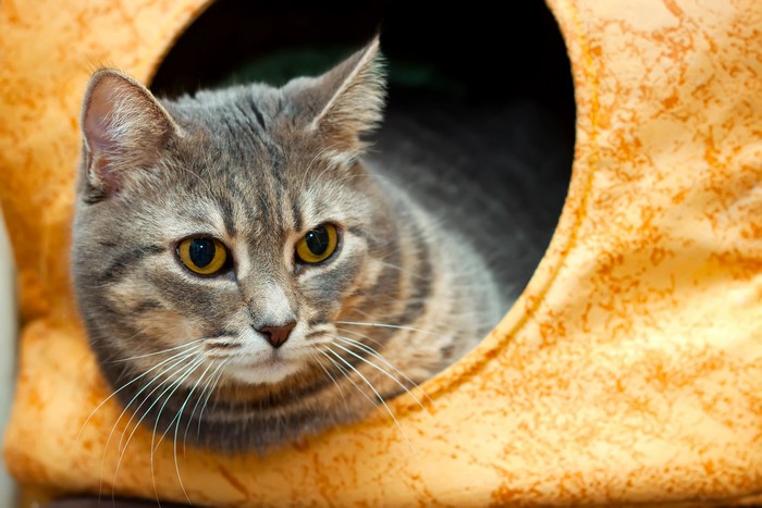 A tabby cat peeking out of a cat bed